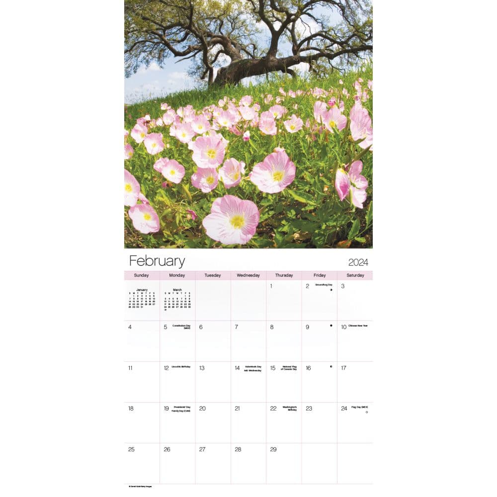 Texas Wildflowers 2024 Wall Calendar Alternate Image 4