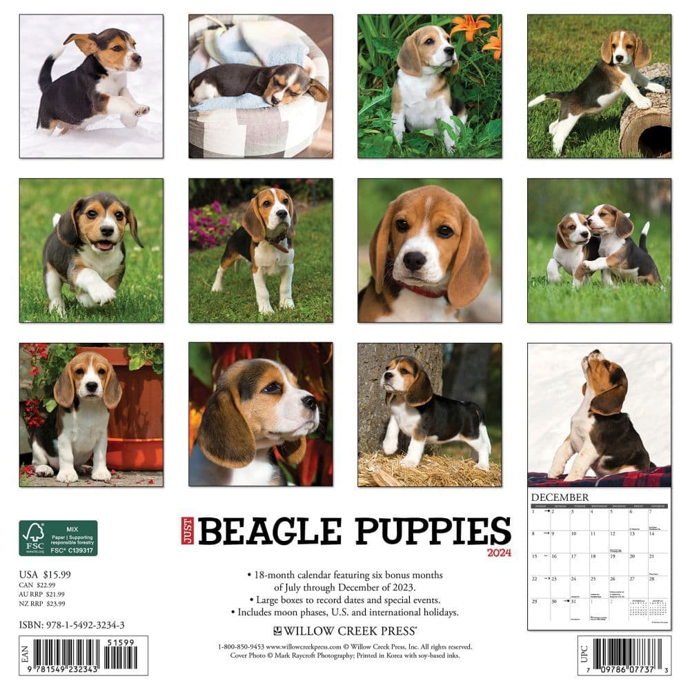 Just Beagle Puppies 2025 Wall Calendar