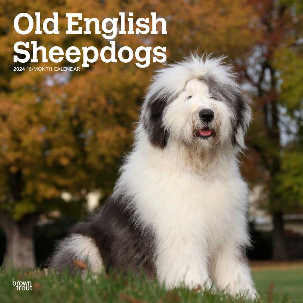 Old English Sheepdogs 2024 Wall Calendar Main Product Image width=&quot;1000&quot; height=&quot;1000&quot;