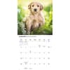 image Just Goldendoodle Puppies 2026 Wall Calendar Second Alternate Image