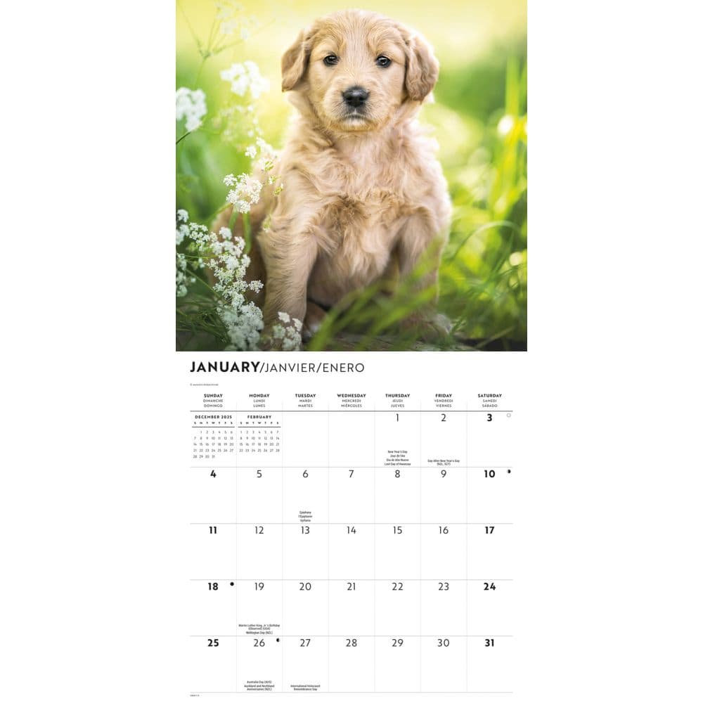 Just Goldendoodle Puppies 2026 Wall Calendar Second Alternate Image