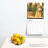 image Ginger Cats 2025 Wall Calendar Fourth Alternate Image