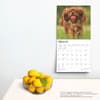 image Cavalier King Charles 2025 Wall Calendar