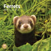 image Ferrets 2025 Wall Calendar  Main Image