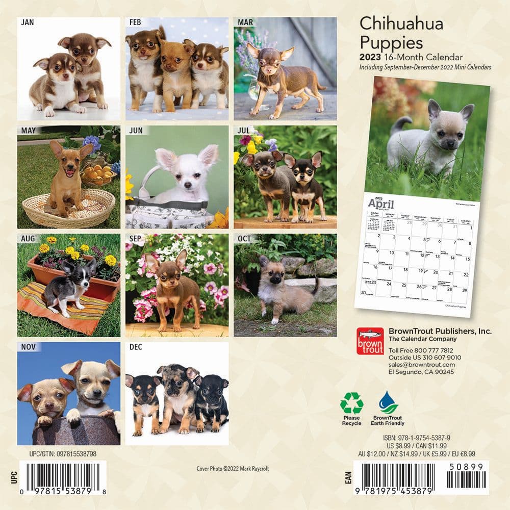 Chihuahua Puppies 2023 Mini Calendar Calendars