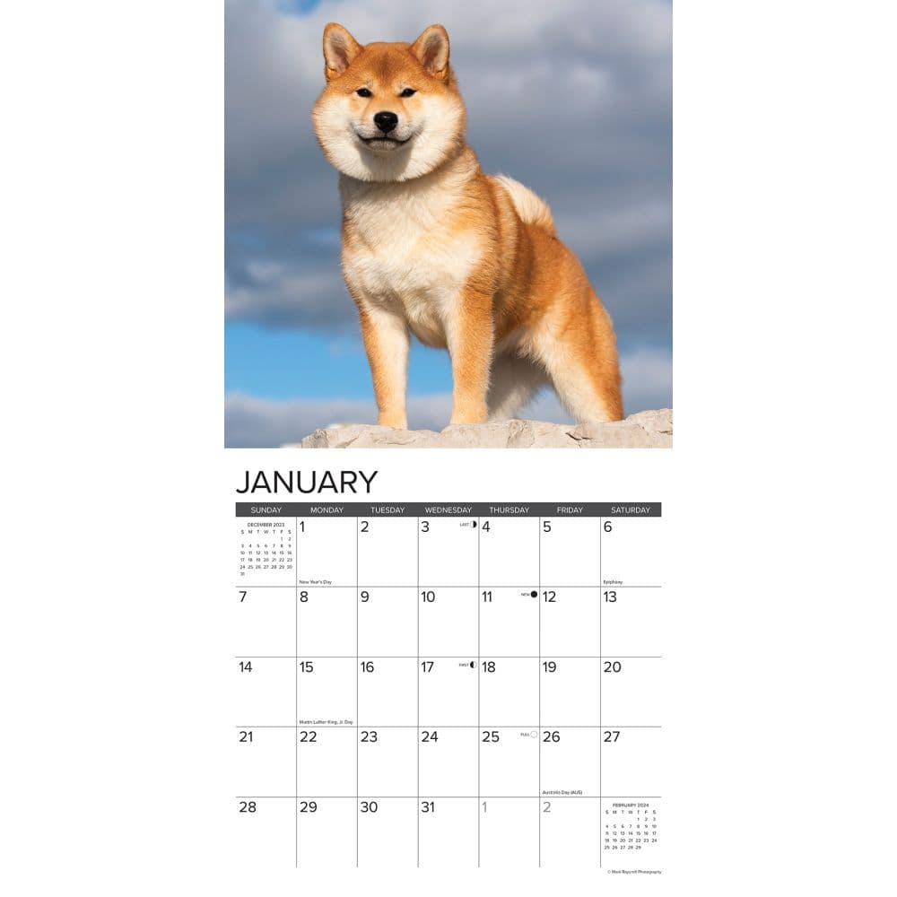 Shiba Inus 2024 Wall Calendar