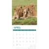 image Lions 2024 Wall Calendar