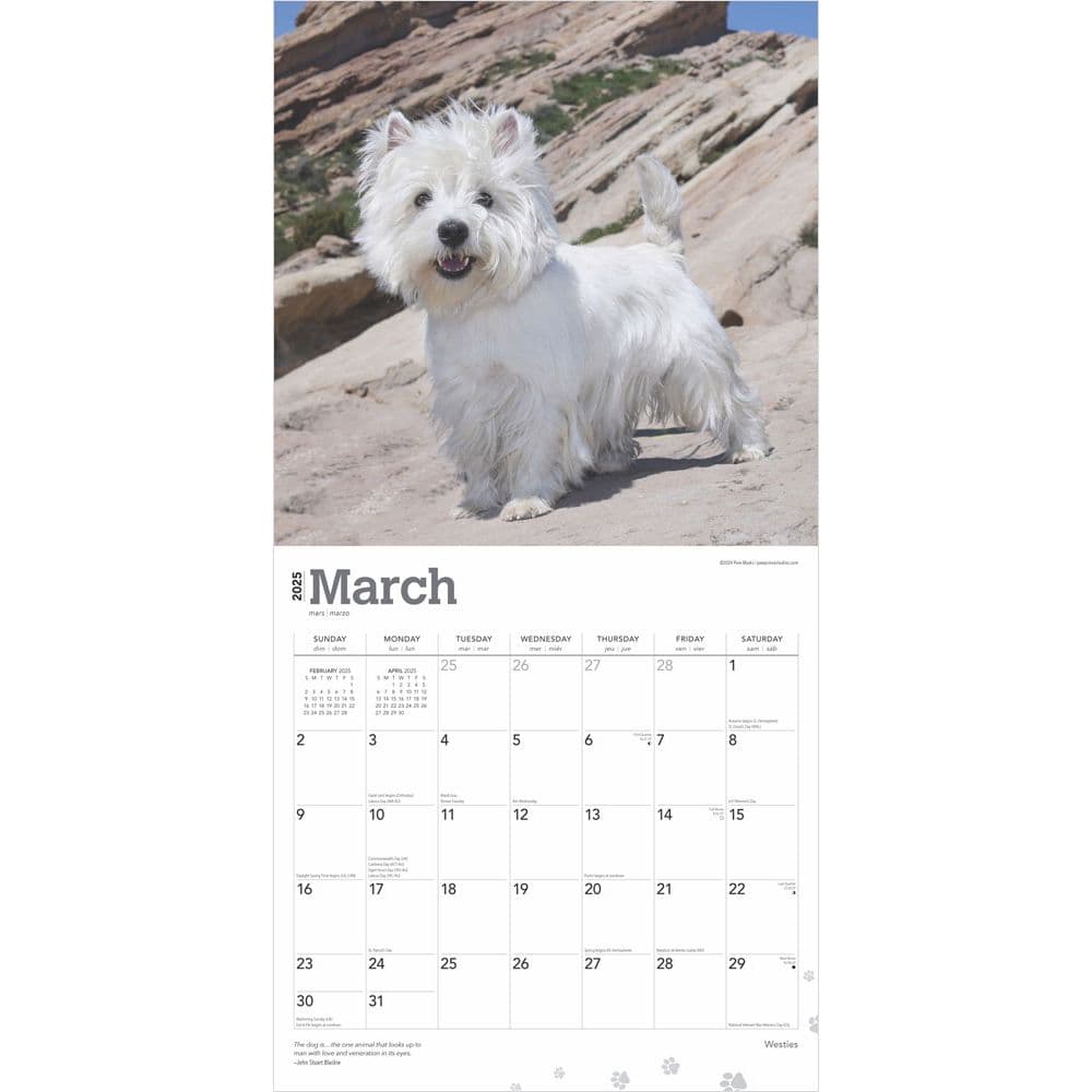 West Highland White Terriers 2025 Wall Calendar Second Alternate Image width=&quot;1000&quot; height=&quot;1000&quot;