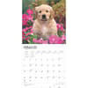 image Golden Retriever Puppies 2025 Wall Calendar