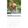 image Tigers 2025 Wall Calendar Second Alternate Image width=&quot;1000&quot; height=&quot;1000&quot;