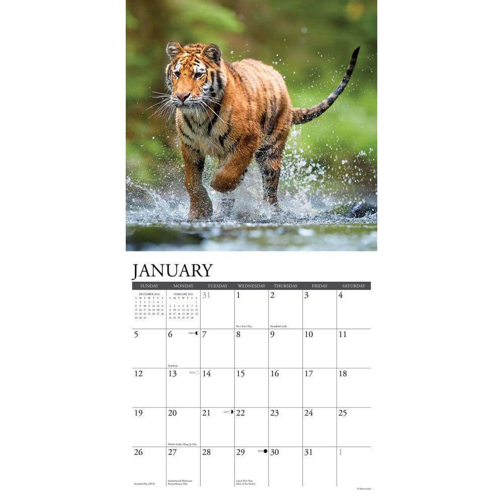 Tigers 2025 Wall Calendar Second Alternate Image width=&quot;1000&quot; height=&quot;1000&quot;