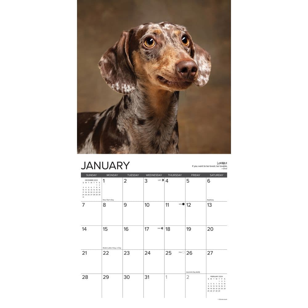 Dachshund Rules 2024 Wall Calendar