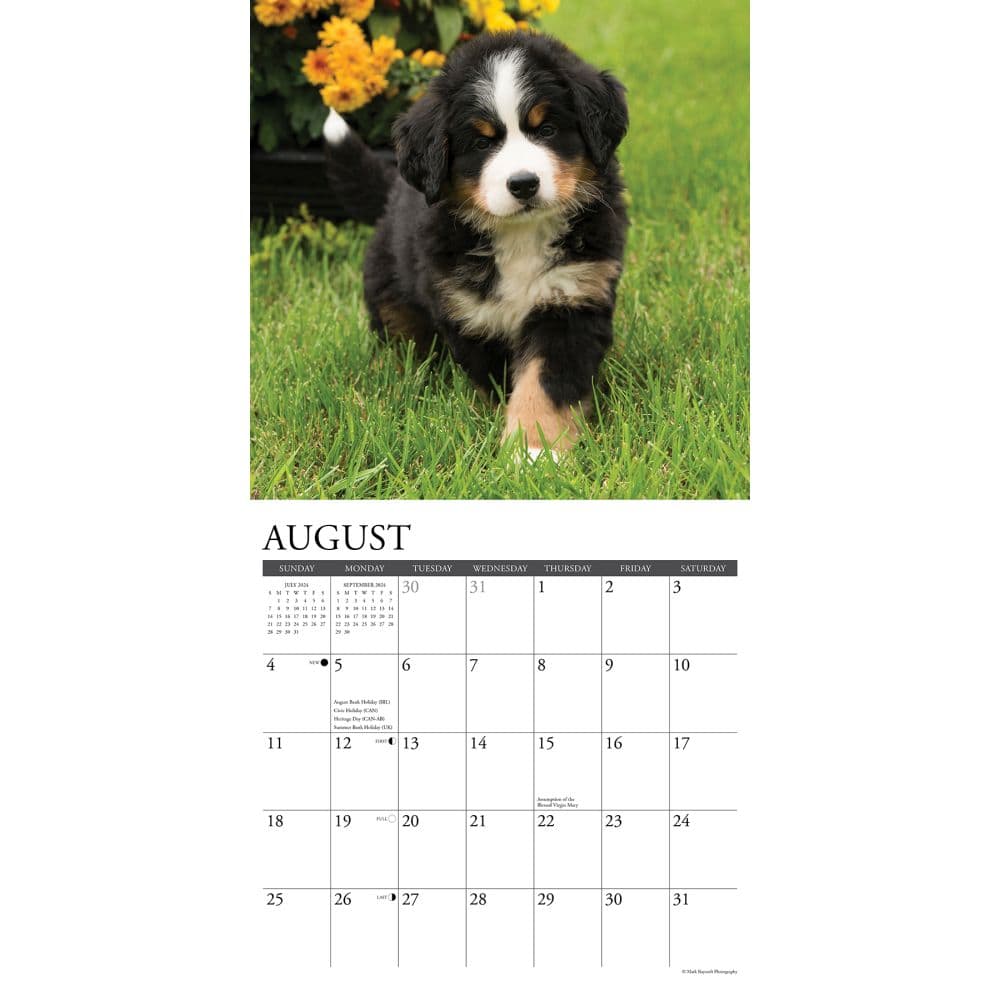 Just Bernese Mountain Puppies 2024 Wall Calendar