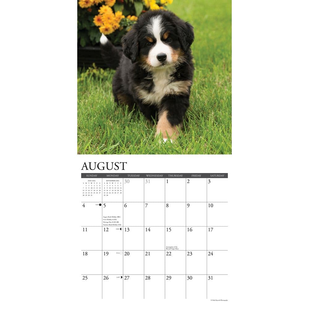 Bernese Mountain Dog Calendar 2025 Calendar