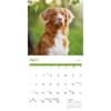 image Nova Scotia Duck Tolling Retriever 2025 Wall Calendar Second Alternate Image width=&quot;1000&quot; height=&quot;1000&quot;