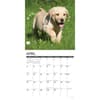 image Just Yellow Lab Puppies 2026 Wall Calendar Second Alternate Image