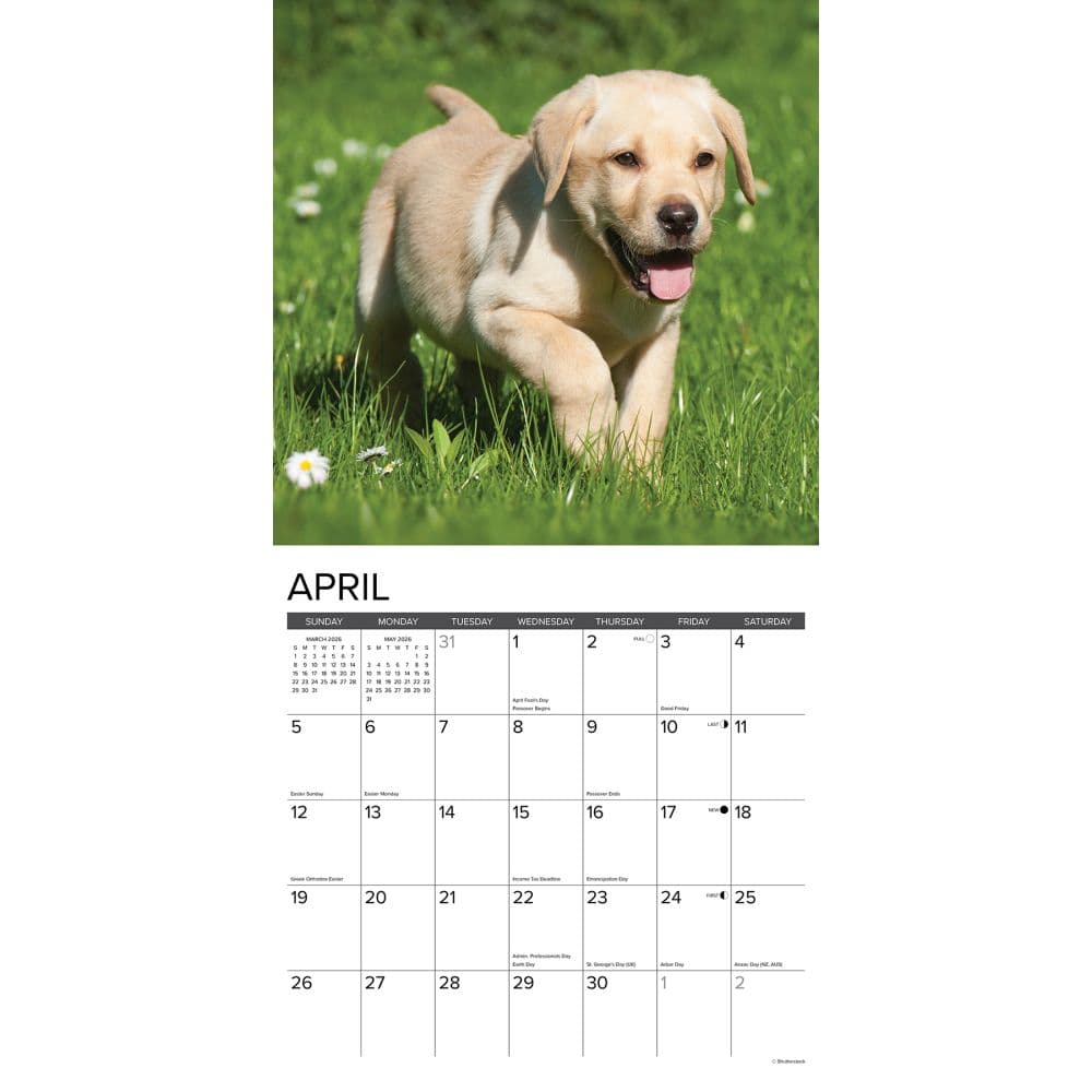 Just Yellow Lab Puppies 2026 Wall Calendar Second Alternate Image