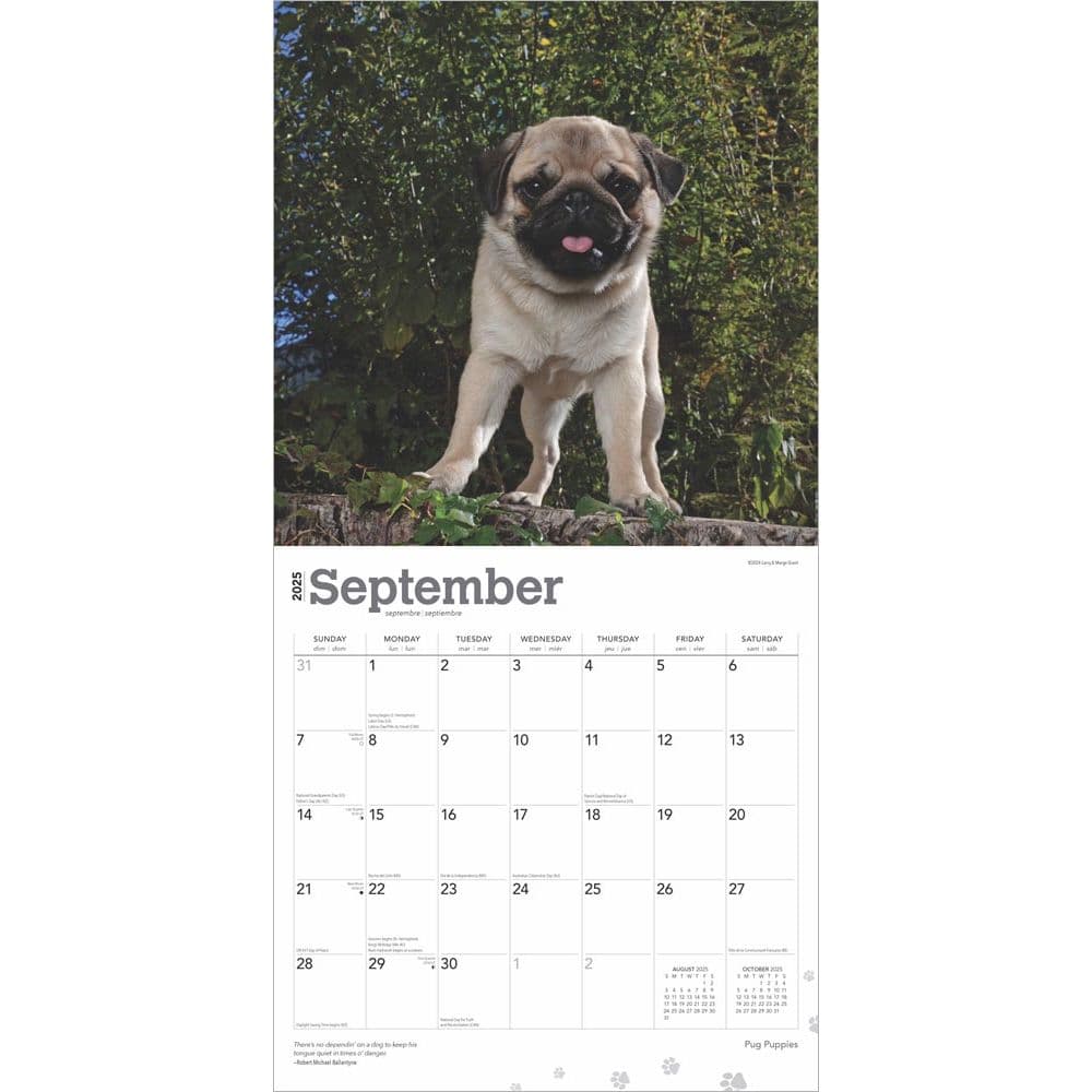 Pug Puppies 2025 Wall Calendar Third Alternate Image