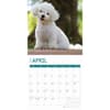 image Bichon Frise 2025 Wall Calendar Eighth Alternate Image