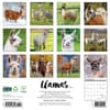 image Llamas 2025 Wall Calendar First Alternate Image width="1000" height="1000"