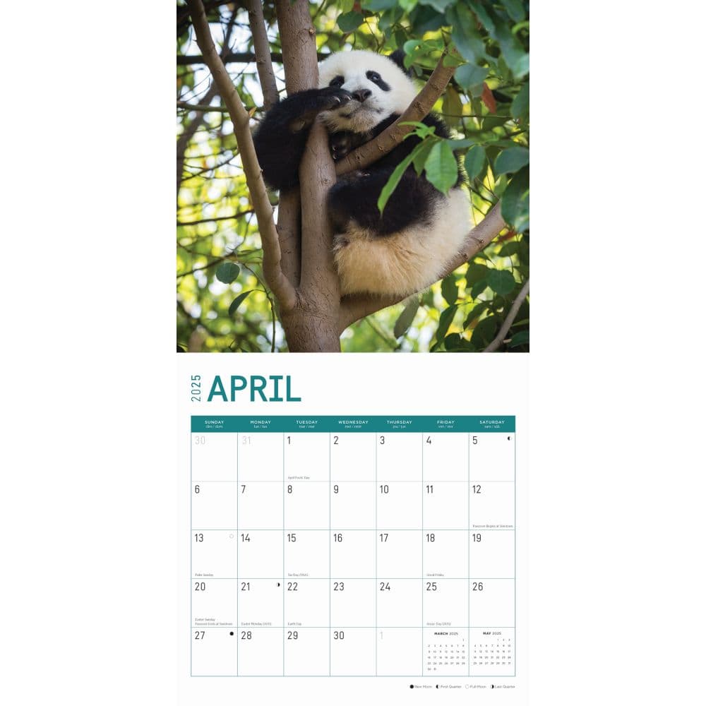 Baby Pandas 2025 Wall Calendar - Calendars.com