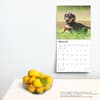 image Dachshund Puppies 2025 Wall Calendar