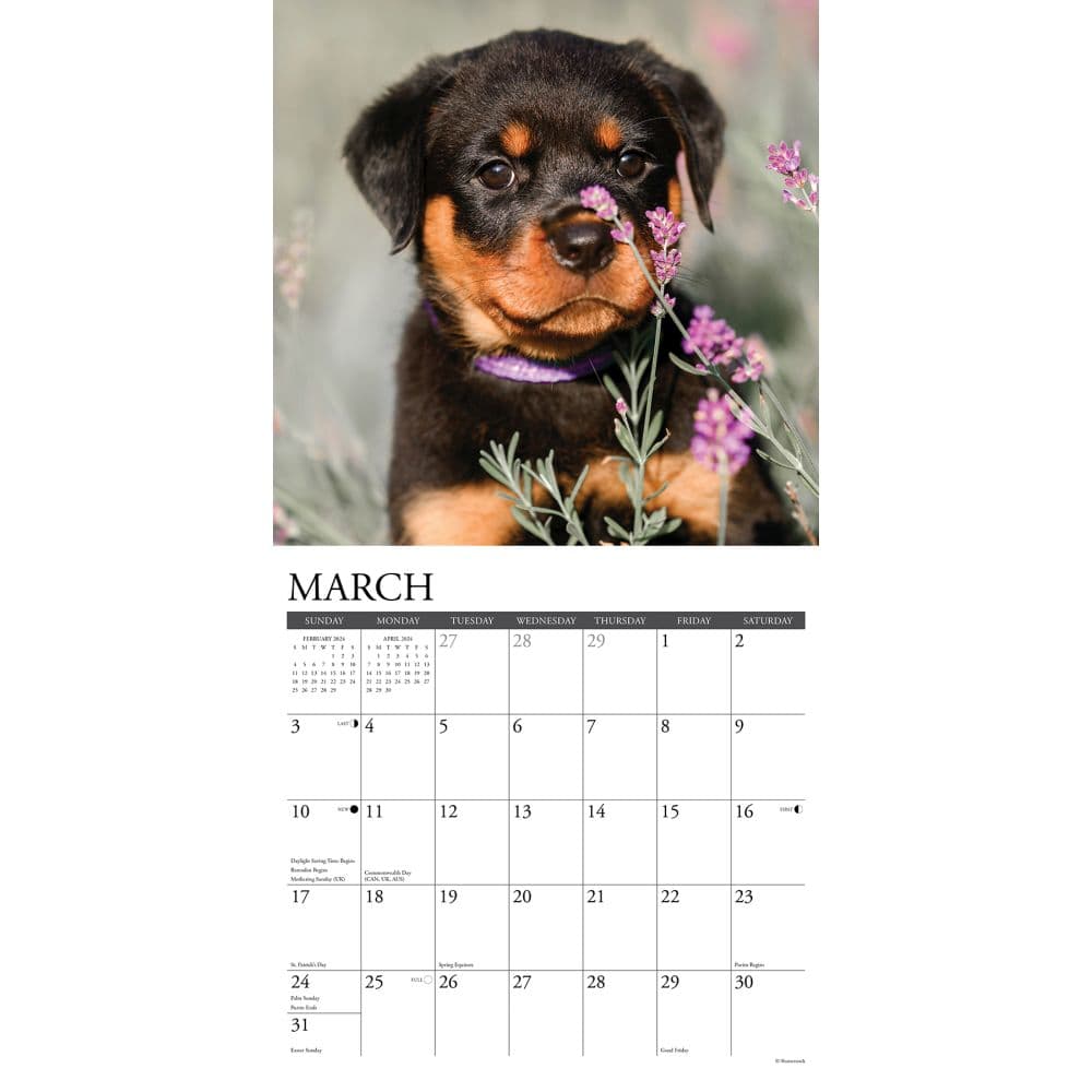 Just Rottweiler Puppies 2024 Wall Calendar