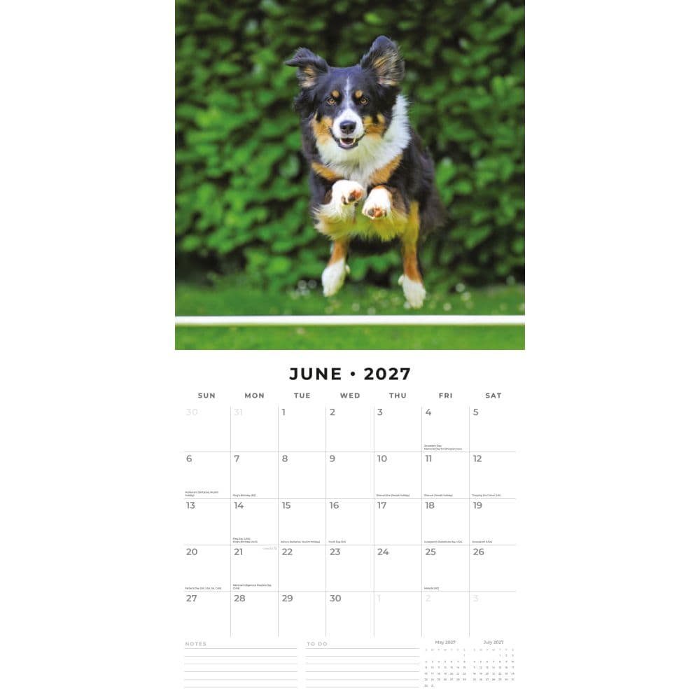 Border Collies 2027 Wall Calendar Second Alternate Image