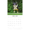 image Border Collies 2027 Wall Calendar Second Alternate Image