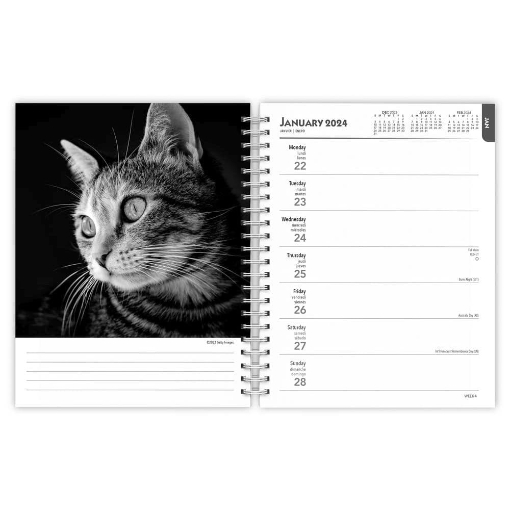 Regal Cat Portrait 2024 Wall Calendar First Alternate Image width=&quot;1000&quot; height=&quot;1000&quot;