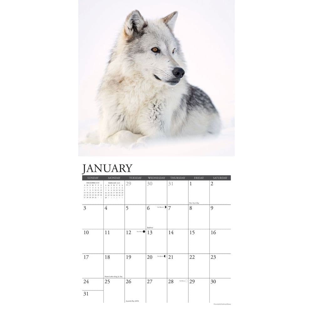 Wolves Wall Calendar Calendars