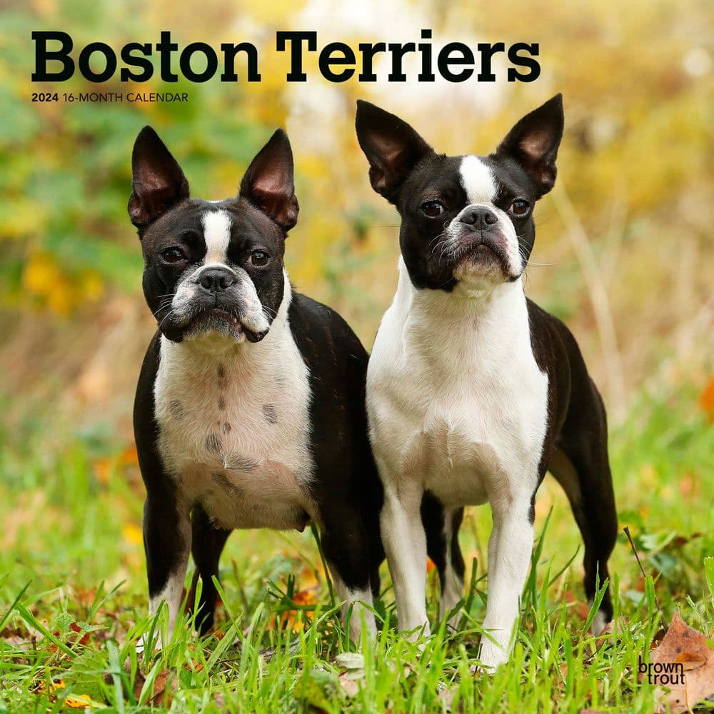 Boston Terriers 2024 Wall Calendar