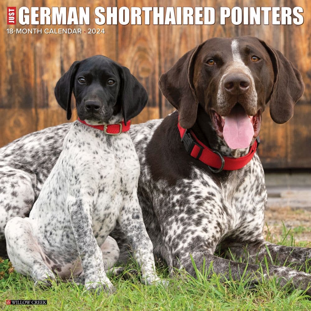 Just German Shorthair Pointers 2024 Wall Calendar Main Image