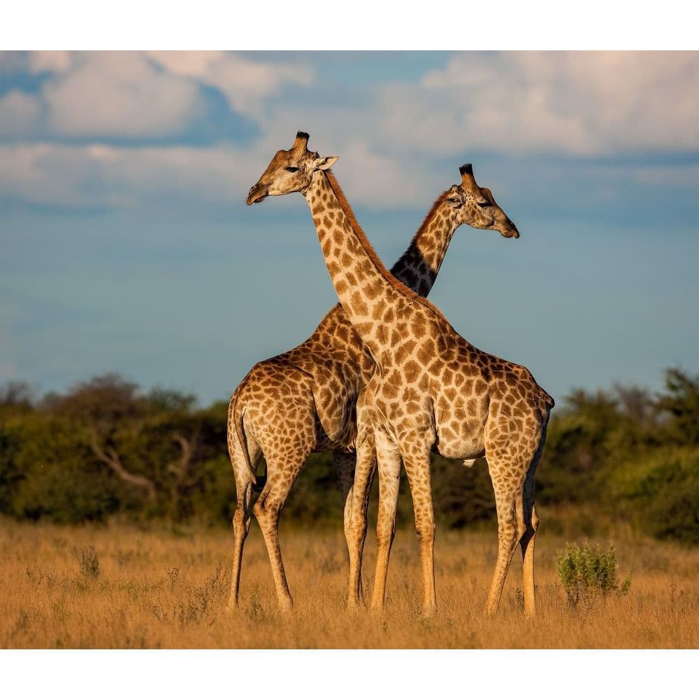 Giraffes WWF 2022 Wall Calendar - Calendars.com