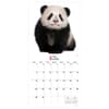 image Baby Animals 2025 Wall Calendar Second Alternate Image width=&quot;1000&quot; height=&quot;1000&quot;