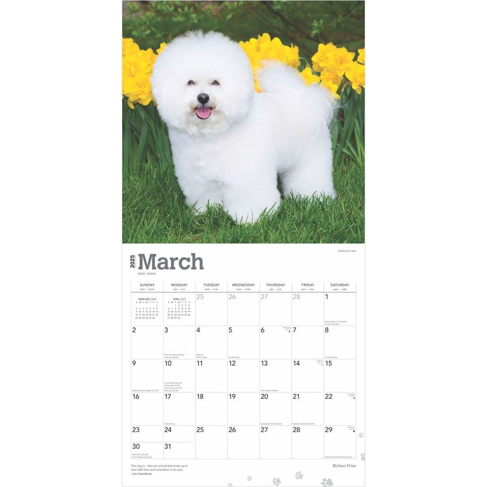 Bichon Frise 2025 Wall Calendar