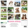 image Lhasa Apsos 2025 Wall Calendar First Alternate Image width="1000" height="1000"