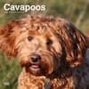 image Cavapoos 2024 Wall Calendar Main Product Image width=&quot;1000&quot; height=&quot;1000&quot;
