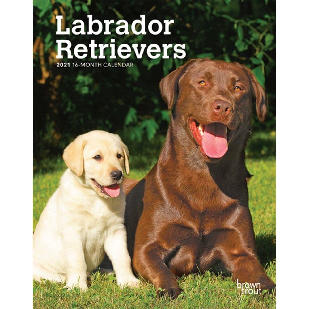 Lab Retriever Engagement