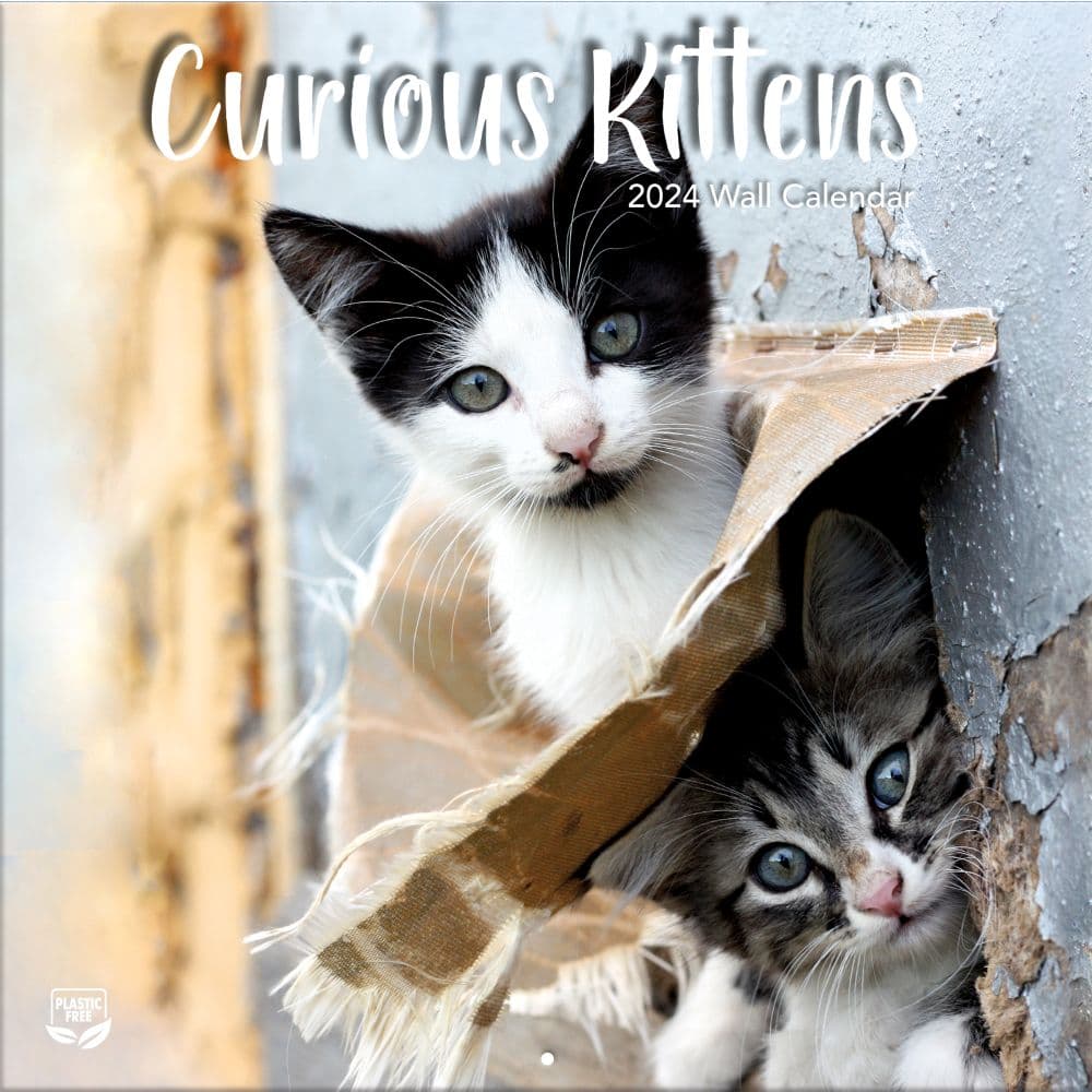 Curious Kittens 2024 Wall Calendar Main Image