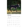 image Donkeys 2024 Wall Calendar