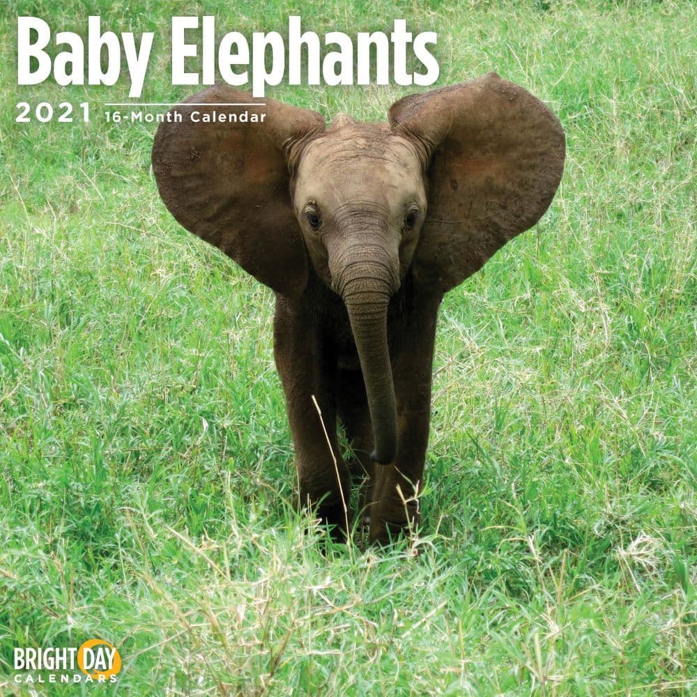 Baby Elephants Wall Calendar