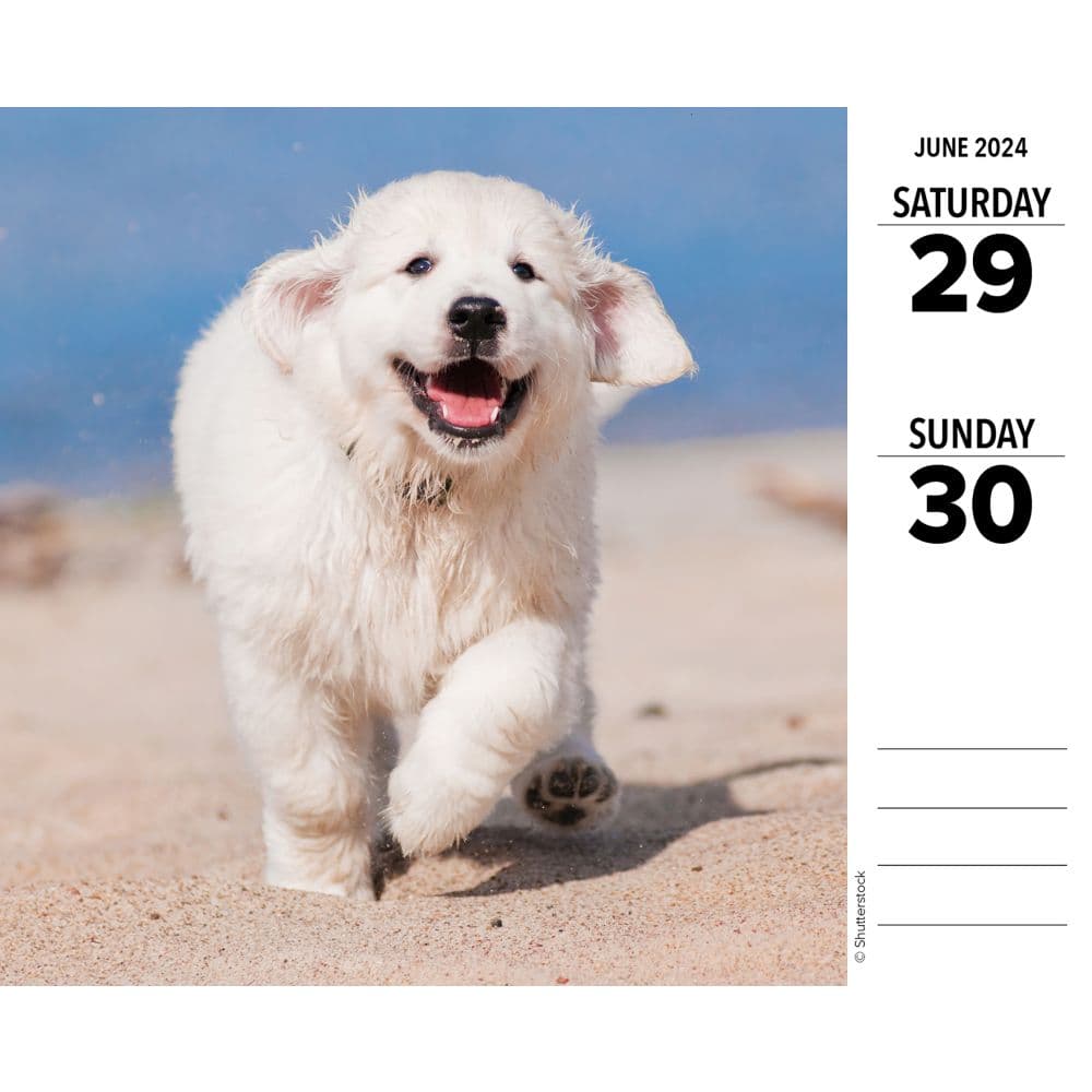 Just Goldens 2024 Desk Calendar Alternate Image 2