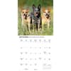image Australian Cattle Dogs 2026 Wall Calendar Fourth Alternate Image