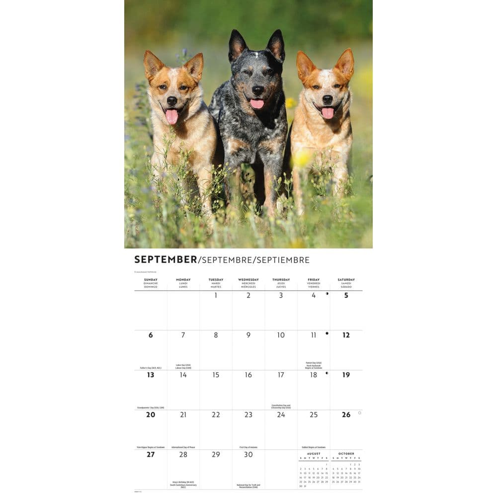 Australian Cattle Dogs 2026 Wall Calendar Fourth Alternate Image