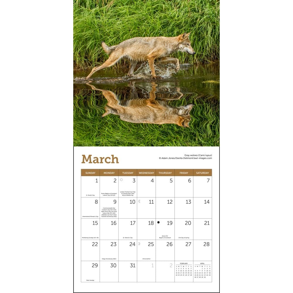 Wolves 2026 Mini Wall Calendar Second Alternate Image