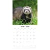 image Ferrets 2026 Wall Calendar Second  Alternate Image