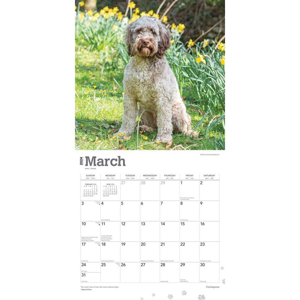 Cockapoos 2024 Wall Calendar