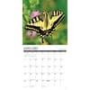 image Butterflies 2025 Wall Calendar Second Alternate Image width=&quot;1000&quot; height=&quot;1000&quot;