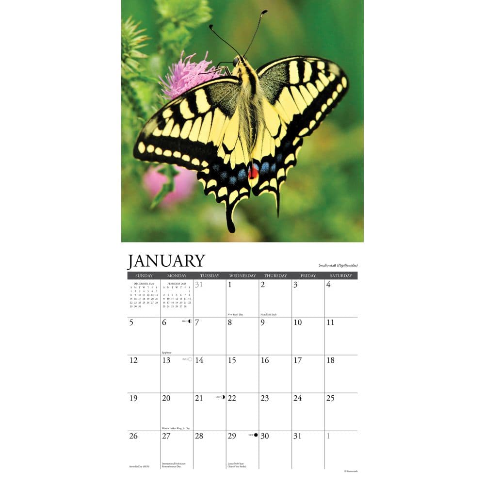 Butterflies 2025 Wall Calendar Second Alternate Image width=&quot;1000&quot; height=&quot;1000&quot;